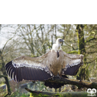 گونه کرکس Eurasian Griffon Vulture